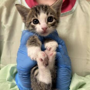 Dr. Quack -  Domestic Short Hair Cat for Adoption in Tempe, Arizona - Dr. Quack | PetCurious