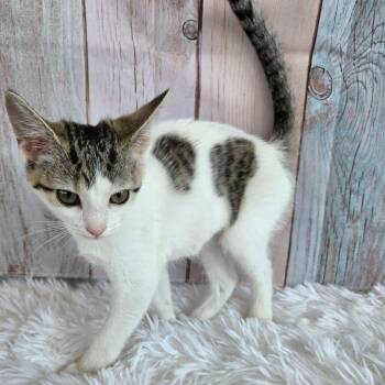 Hayley -  Tabby and Domestic Short Hair Cat for Adoption in Greensburg, Pennsylvania - Hayley | PetCurious