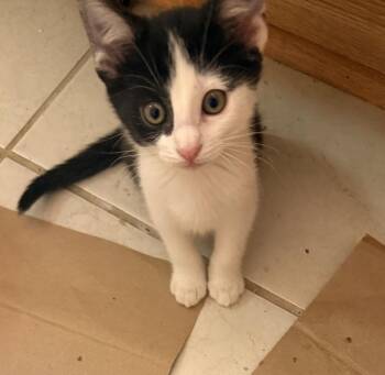 Ariel -  Domestic Short Hair Cat for Adoption in Lancaster, California - Ariel | PetCurious