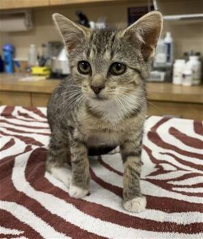 MAGNOLIA -  Domestic Short Hair Cat for Adoption in Aliquippa, Pennsylvania - MAGNOLIA | PetCurious
