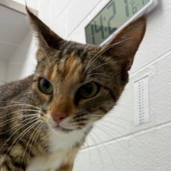 Meara -  Domestic Short Hair Cat for Adoption in Corpus Christi, Texas - Meara | PetCurious