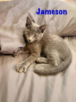 Jameson -  Domestic Short Hair and Russian Blue Cat Available for Adoption in Ruskin, Florida - Jameson | PetCurious