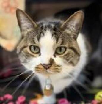 Ponyo -  Domestic Short Hair Cat for Adoption in Lansing, Michigan - Ponyo | PetCurious