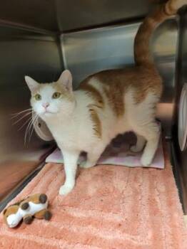 Domestic Short Hair Cats Available for Adoption in Fergus Falls, Minnesota - Tito | PetCurious