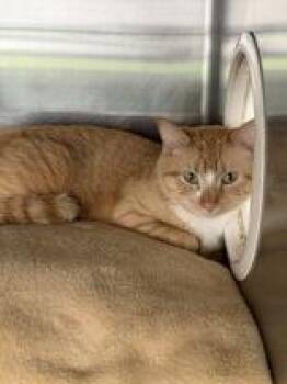 Leonora -  Domestic Short Hair Cat Available for Adoption in Manitowoc, Wisconsin - Leonora | PetCurious