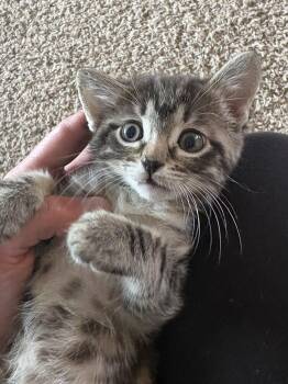 Bellatrix -  Domestic Medium Hair Cat Available for Adoption in Kennewick, Washington - Bellatrix | PetCurious