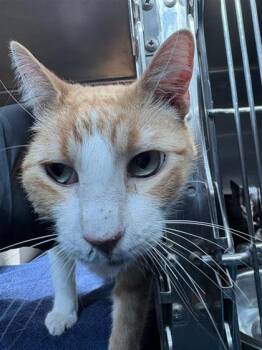 Domestic Medium Hair Cats Available for Adoption - Tristan | PetCurious