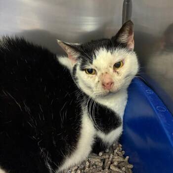 Domestic Short Hair Cats Available for Adoption - Rocco | PetCurious