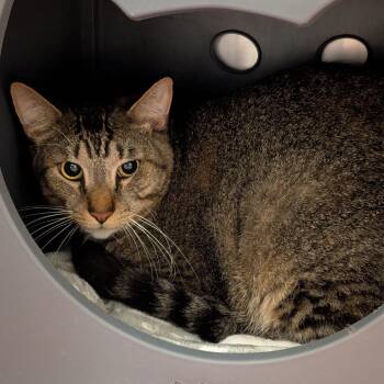Parker -  Domestic Short Hair Cat for Adoption in Titusville, Florida - Parker | PetCurious