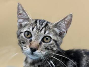 Hayden -  Domestic Short Hair Cat for Adoption in Portland, Oregon - Hayden | PetCurious