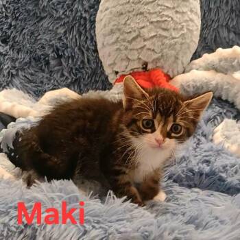 Maki -  Tabby Cat for Adoption in Huntington Beach, California - Maki | PetCurious