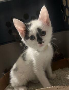 Domestic Short Hair Cats Available for Adoption in Broomfield, Colorado - DINO | PetCurious