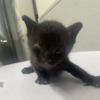 Vivy -  Domestic Short Hair Cat for Adoption in Tampa, Florida - Vivy | PetCurious
