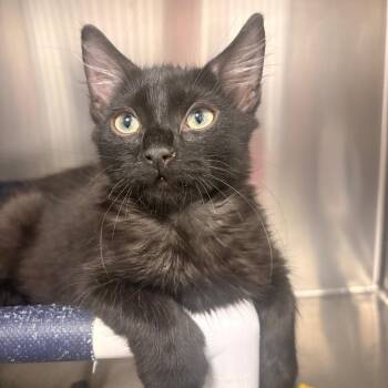 Michael Meowers -  Domestic Short Hair Cat for Adoption in West Palm Beach, Florida - Michael Meowers | PetCurious