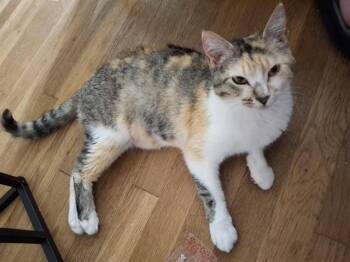 CARMELA -  Domestic Short Hair Cat for Adoption - CARMELA | PetCurious