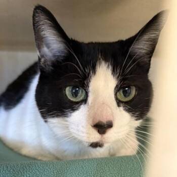 Domestic Short Hair Cats Available for Adoption - Harmony | PetCurious