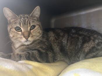 Domestic Short Hair Cats Available for Adoption in Kalamazoo, Michigan - Tifa | PetCurious