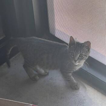 Messi -  Domestic Short Hair Cat for Adoption in Leander, Texas - Messi | PetCurious