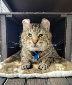 Rescue Domestic Short Hair Cats for Adoption in Grand Rapids, Michigan - CRULLER | PetCurious