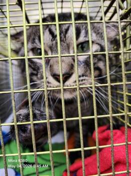 Domestic Medium Hair Cats Available for Adoption in San Antonio, Texas - SCAR | PetCurious
