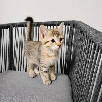 Cabo Citrus -  Domestic Short Hair and Tabby Cat for Adoption in Homer Glen, Illinois - Cabo Citrus | PetCurious