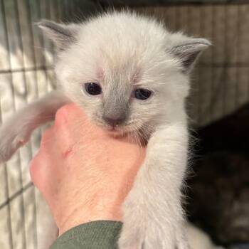Domestic Short Hair Cats Available for Adoption in Monroe, Michigan - Atwood | PetCurious