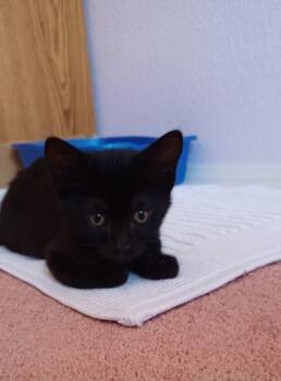 Hermes 5193 -  Domestic Short Hair Cat for Adoption in Bonsall, California - Hermes 5193 | PetCurious