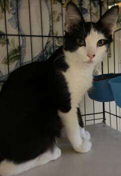 August -  Domestic Medium Hair Cat for Adoption in Moline, Illinois - August | PetCurious