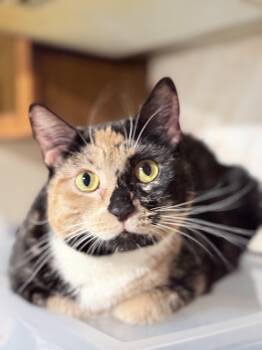 Poppy -  Domestic Short Hair Cat for Adoption in New York, New York - Poppy | PetCurious