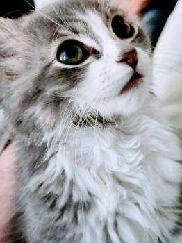 Finny -  Maine Coon and Tabby Cat for Adoption in Phoenix, Arizona - Finny | PetCurious