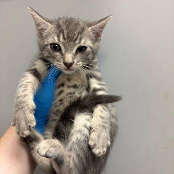 Mexican Pizza -  Domestic Short Hair Cat for Adoption in Columbiana, Alabama - Mexican Pizza | PetCurious