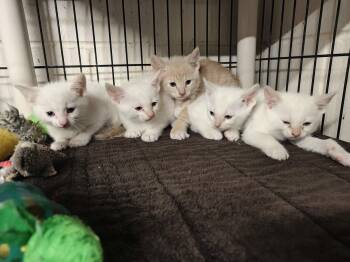 Siamese Cats Available for Adoption in West Palm Beach, Florida - Gustavo | PetCurious