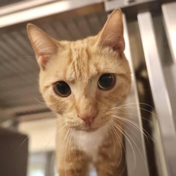 Domestic Short Hair Cats Available for Adoption in Briarcliff Manor, New York - Giovanni | PetCurious