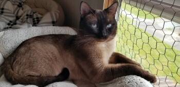 Siamese Cats Available for Adoption in Anacortes, Washington - Simon | PetCurious