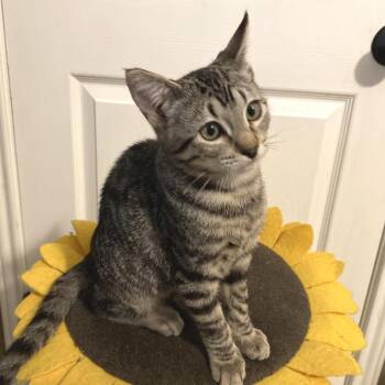 Buster -  Domestic Short Hair Cat for Adoption in Bulverde, Texas - Buster | PetCurious