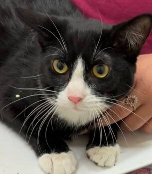 Rescue Domestic Short Hair Cats for Adoption in Elizabethton, Tennessee - PANDA | PetCurious
