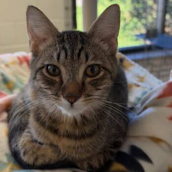 Marlin -  Domestic Short Hair Cat for Adoption in Rocky Mount, Virginia - Marlin | PetCurious