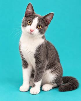 MISO JR -  Domestic Short Hair Cat for Adoption in Rowland Heights, California - MISO JR | PetCurious