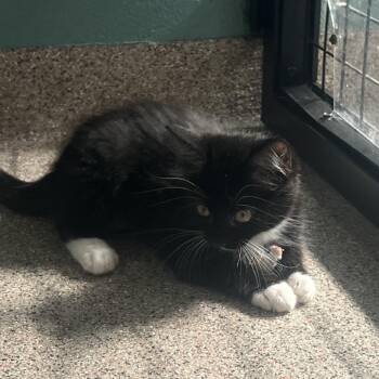 Venus -  Domestic Medium Hair Cat for Adoption in Sarasota, Florida - Venus | PetCurious