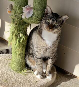 Rescue Tabby Cats for Adoption in Palmyra, Virginia - Pickle | PetCurious