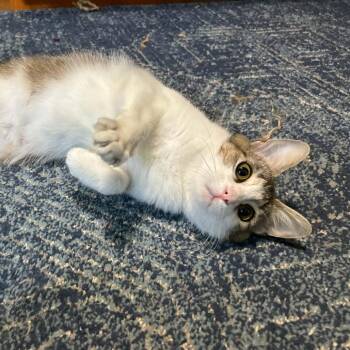 Domestic Short Hair Cats Available for Adoption in Lyndhurst, Virginia - Camille | PetCurious
