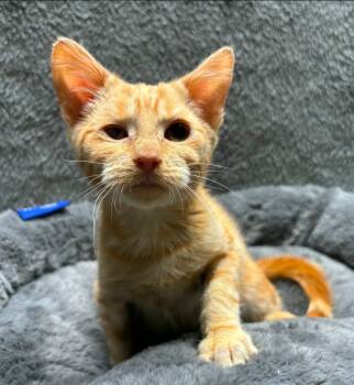 Rescue Domestic Short Hair Cats for Adoption in Wabash, Indiana - Kevin | PetCurious