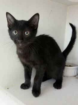 Rescue Domestic Medium Hair Cats for Adoption in Rochester, Indiana - Boone | PetCurious