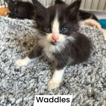Waddles -  Domestic Long Hair Cat for Adoption in Tulsa, Oklahoma - Waddles | PetCurious