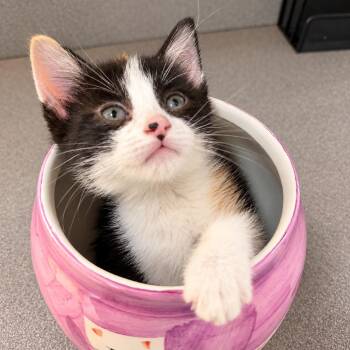 Pearl -  Domestic Short Hair Cat for Adoption in Denver, Colorado - Pearl | PetCurious