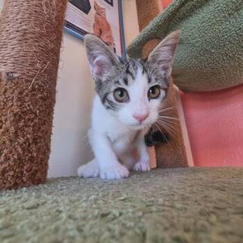 Miso -  Domestic Short Hair Cat for Adoption in Scottsbluff, Nebraska - Miso | PetCurious