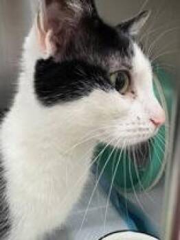 Aspen -  Domestic Short Hair Cat for Adoption in Whitby, Ontario - Aspen | PetCurious