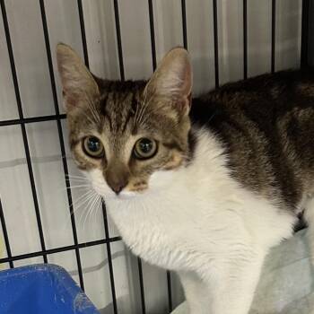 Taylon -  Domestic Short Hair Cat for Adoption in Corbin, Kentucky - Taylon | PetCurious