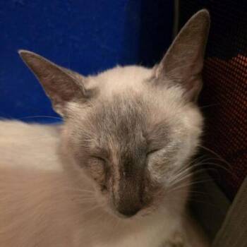 Shiro -  Siamese Cat for Adoption in Tampa, Florida - Shiro | PetCurious