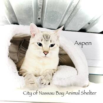 F39-26 Aspen -  Domestic Short Hair Cat for Adoption in Houston, Texas - F39-26 Aspen | PetCurious